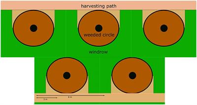 Understory Vegetation in Oil Palm Plantations Benefits Soil Biodiversity and Decomposition Rates